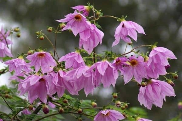 dahlia imperialis flowers