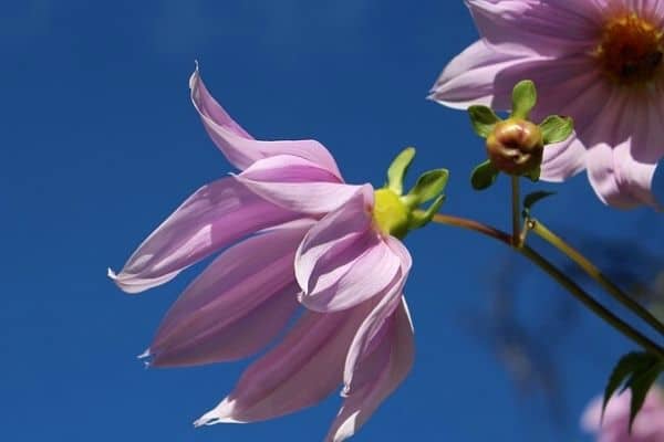 growing tree dahlias