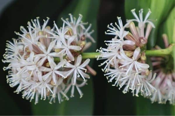 dracaena flowers