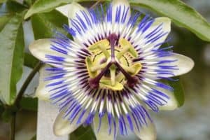 Read more about the article How To Dry Passion Flowers