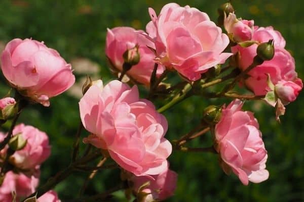 Read more about the article Rose Bush Root System