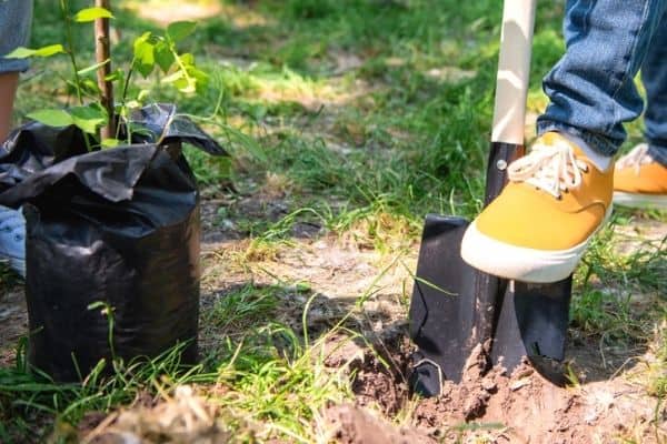 planting tree sapling