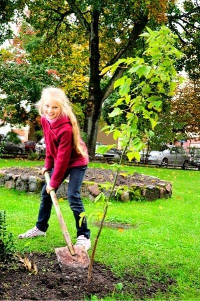 planting a sapling tree