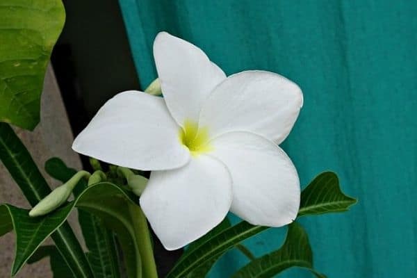 plumeria pudica flower