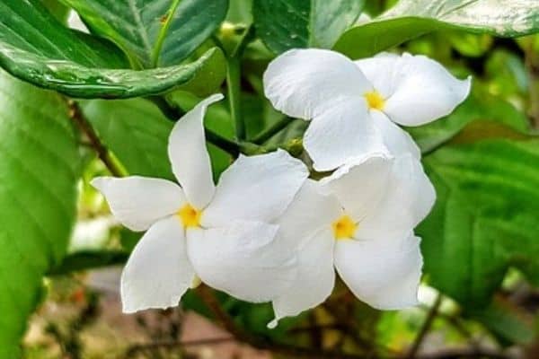 growing plumeria pudica