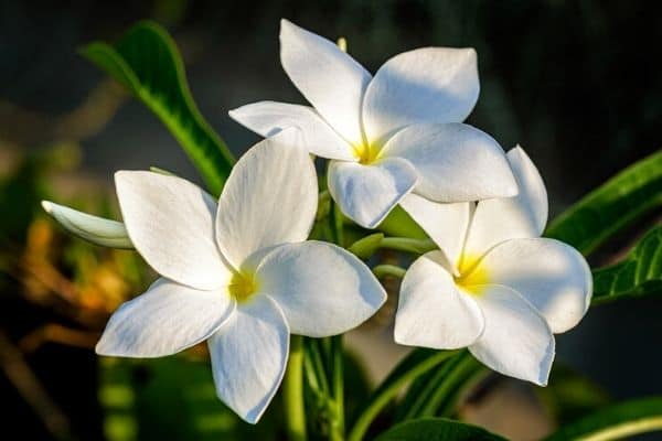 plumeria pudica flowers