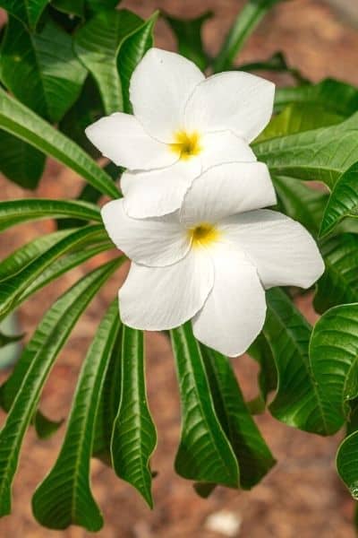 plumeria pudica tree