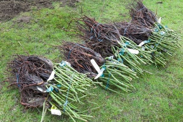 rose bush roots