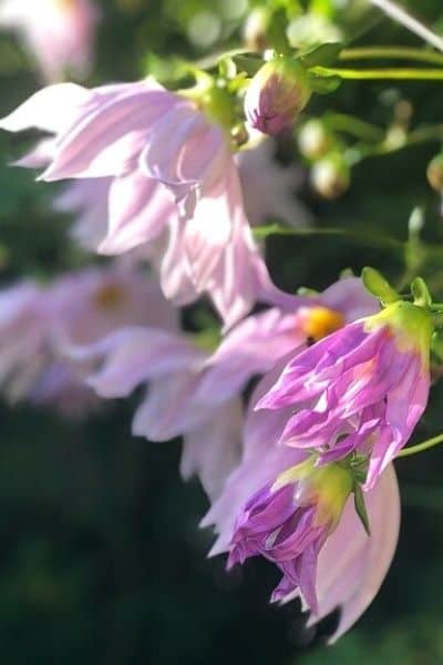 tree dahlia flowers