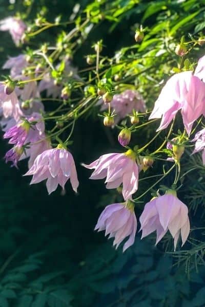 tree dahlia plants