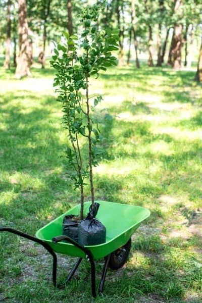 sapling trees in a wheelbarrow