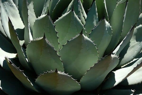 agave leaves