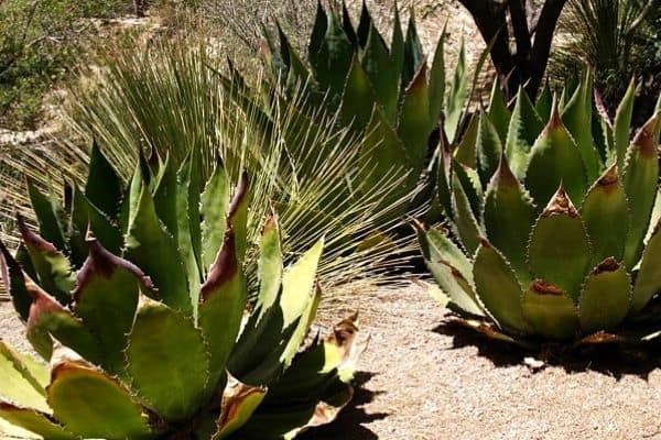 agave plants