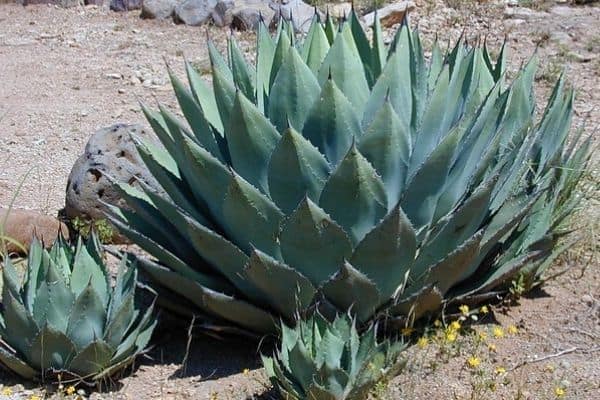 agave pups