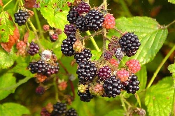removing blackberries