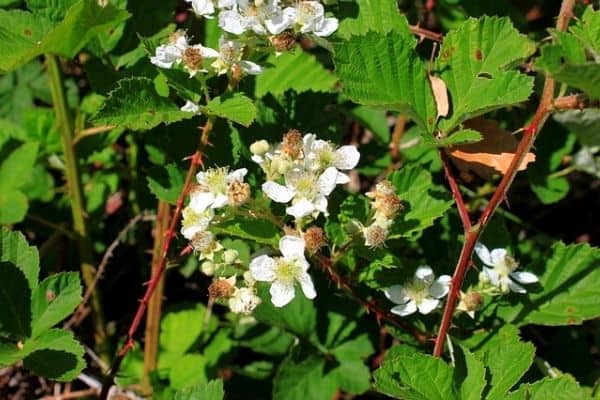 blackberry flowers