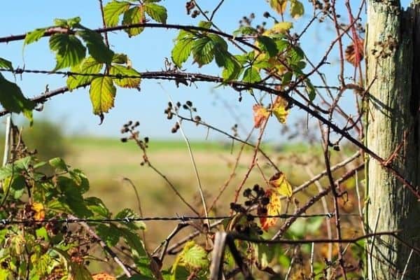 brambles on a fence