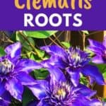 caring for clematis roots