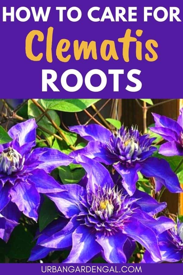 clematis root system