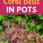 growing heuchera in pots