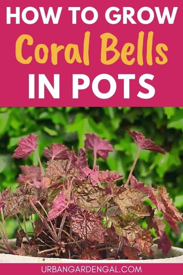 coral bells in containers