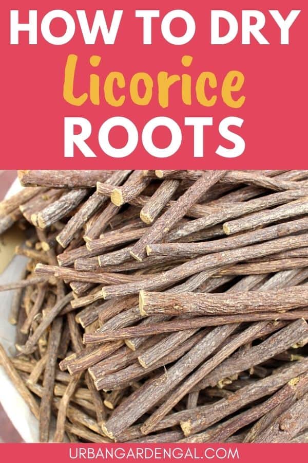 drying licorice roots