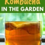 using kombucha in the garden