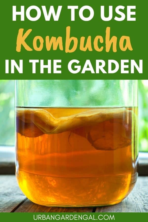 kombucha plant fertilizer