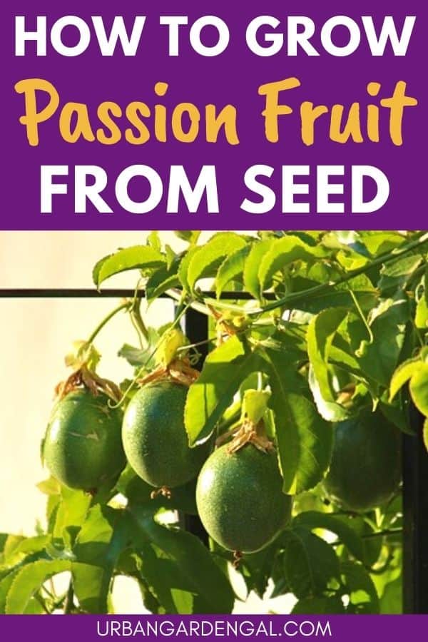 How To Grow Passion Fruits From Seed