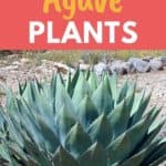 agave plant removal