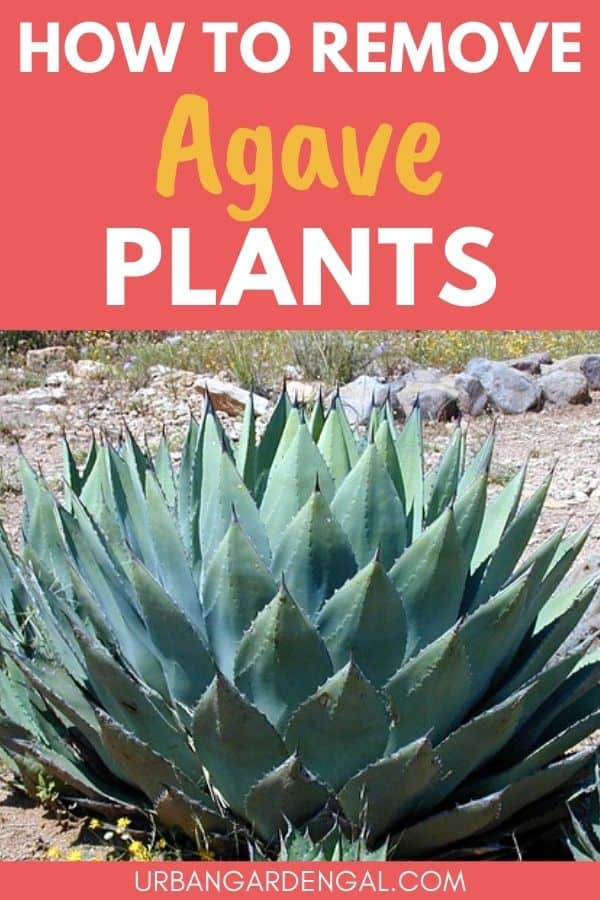 removing agave plants