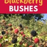 removing blackberries