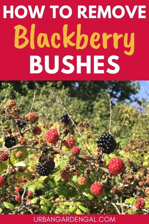 removing blackberry bushes