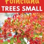 keeping poinciana tree compact