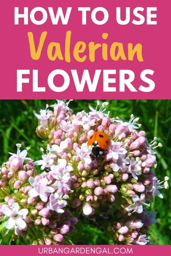 valerian blooms