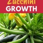 zucchini life cycle