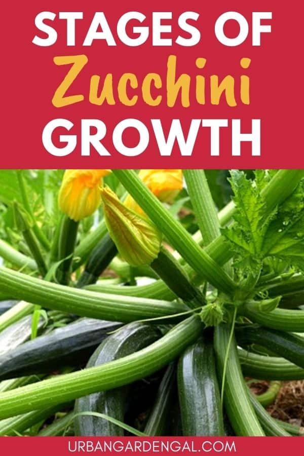 zucchini growth stages