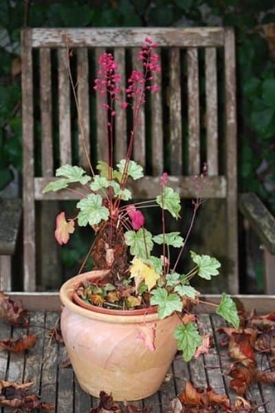 heuchera plant in container