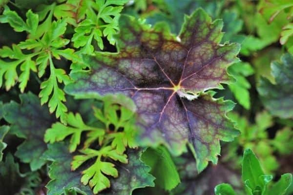 coral bells foliage