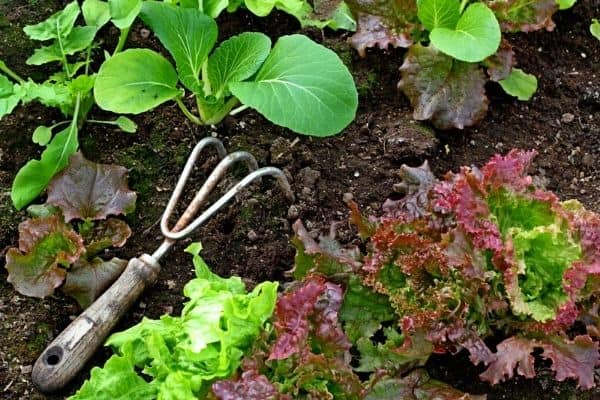 growing lettuce