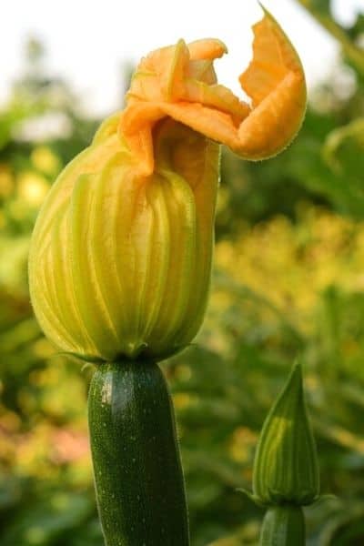 growing zucchini plants