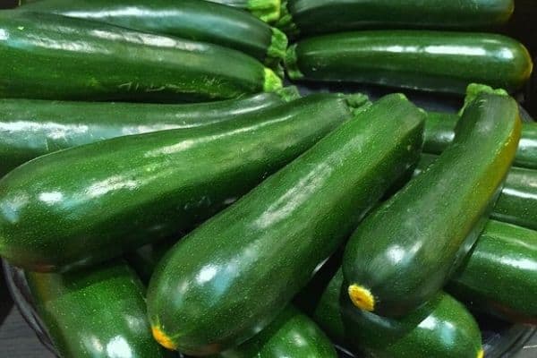 harvesting zucchinis