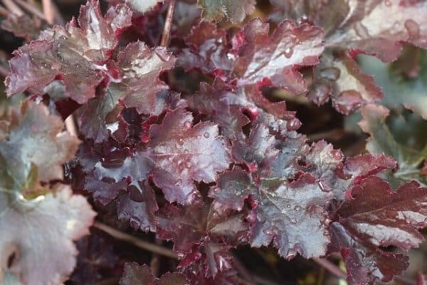 heuchera foliage