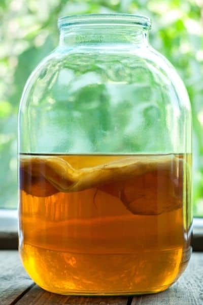 kombucha tea fertilizer