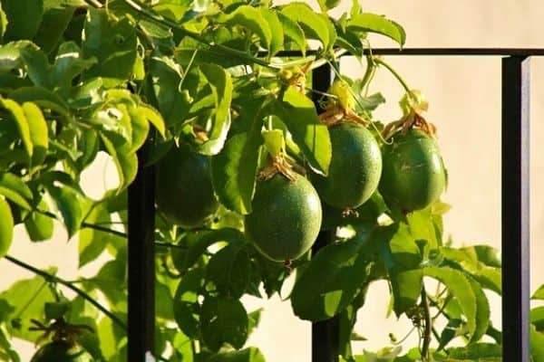 passion fruit vine on a trellis