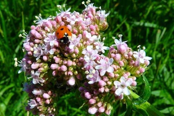 pink valerian flower