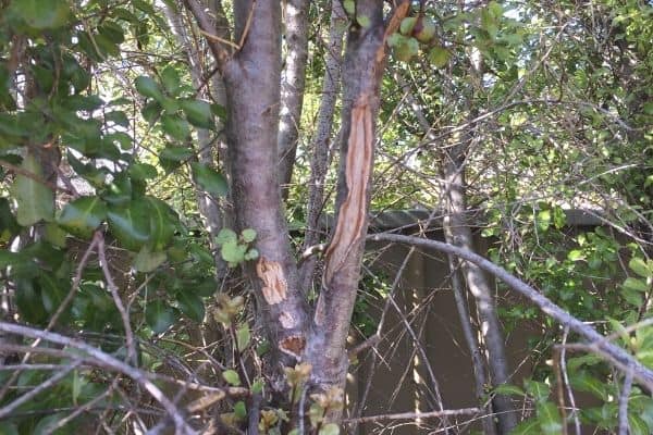 pittosporum plant 