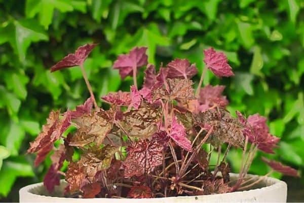 potted coral bells plant