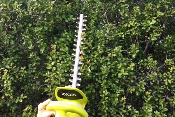 pruning pittosporum using hedge trimmer