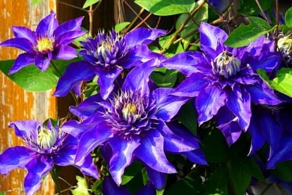 purple clematis flowers